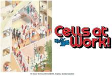 Netflix Adds ‘Cells at Work’ Anime Streaming | Animefice